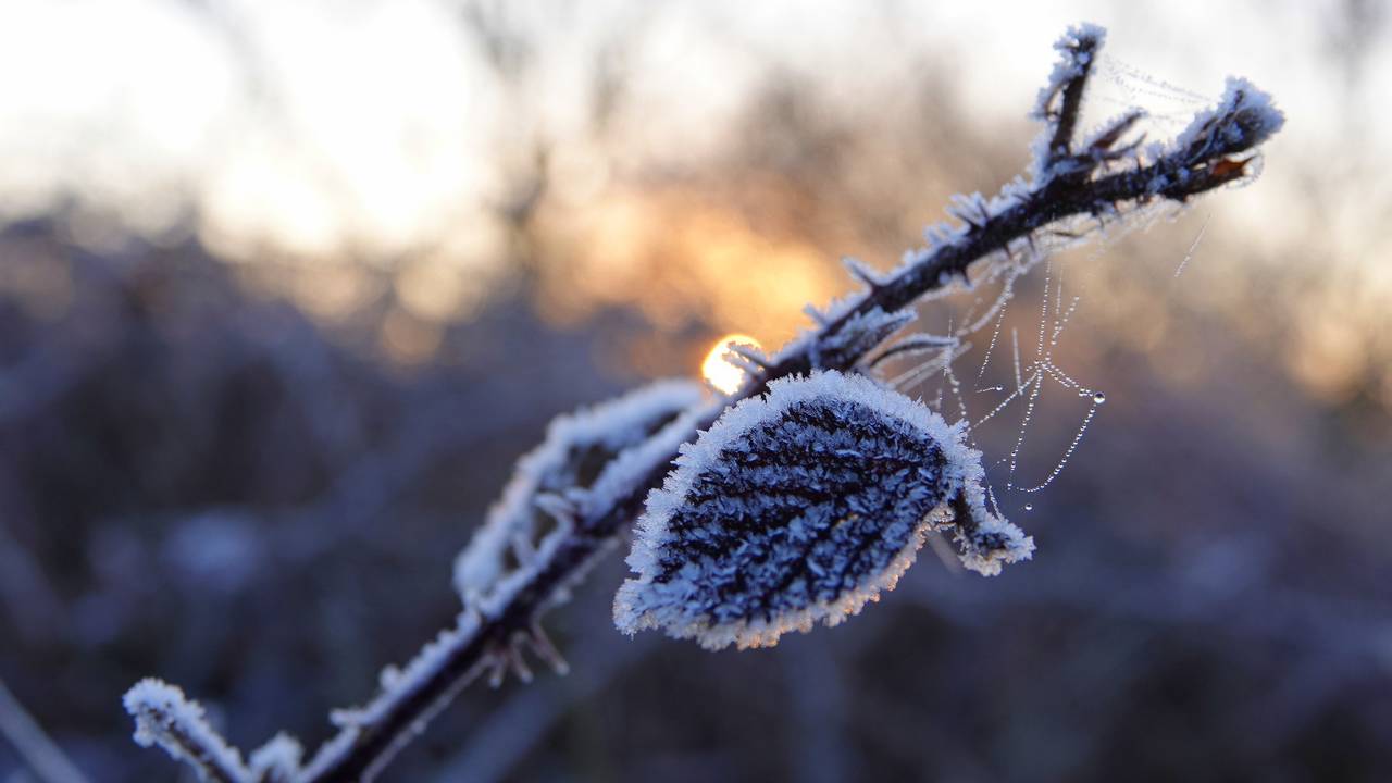 Het heeft weer gevroren: dat is uitzonderlijk vroeg, zeggen experts