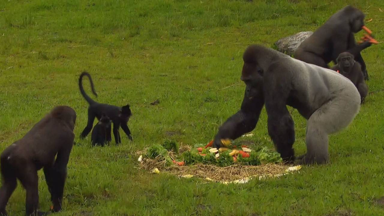 Jarige Mies (links) kijkt hoe haar vader haar verjaardagstaart plundert (foto: Jan Peels).