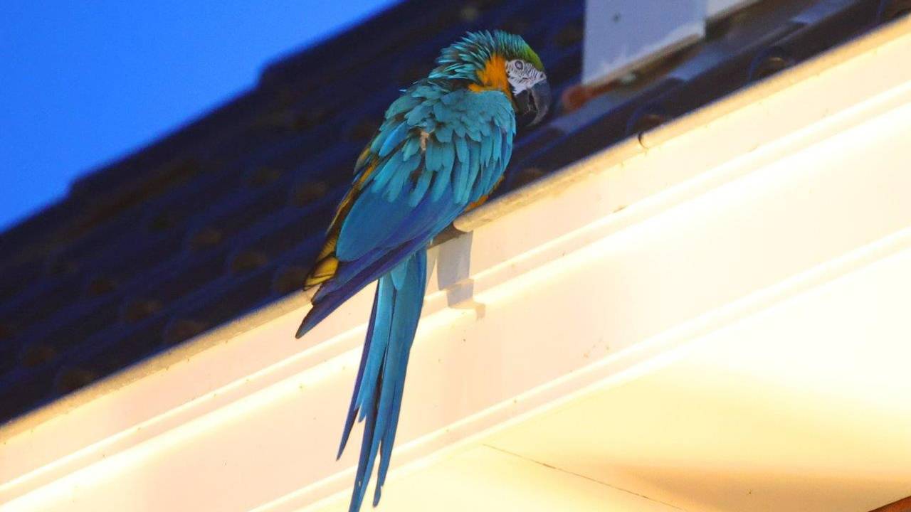 Foto: Bart Meesters / SQ Vision.