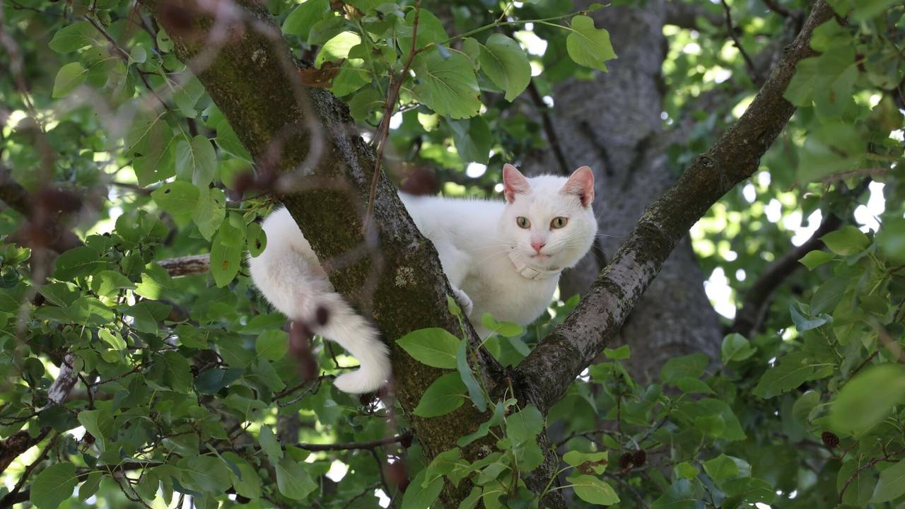 112 news: cat rescued from Boxtel tree • car crashes into A2 crash barrier