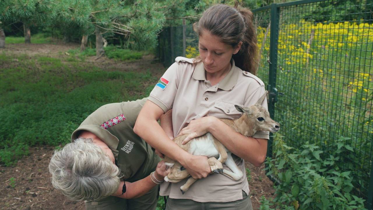 Een fragment uit de serie waarin twee verzorgers een pasgeboren springbok verzorgen (Foto: Op Safari).