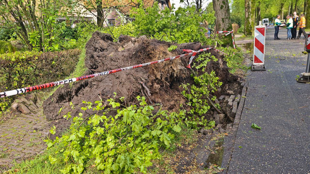Drie bomen omgewaaid in Knegsel (foto: Rico Vogels/SQ Vision).