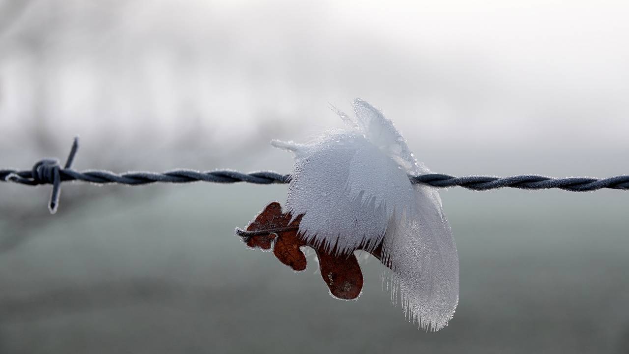 Een ijsveertje op het hek (foto: Ben Saanen)