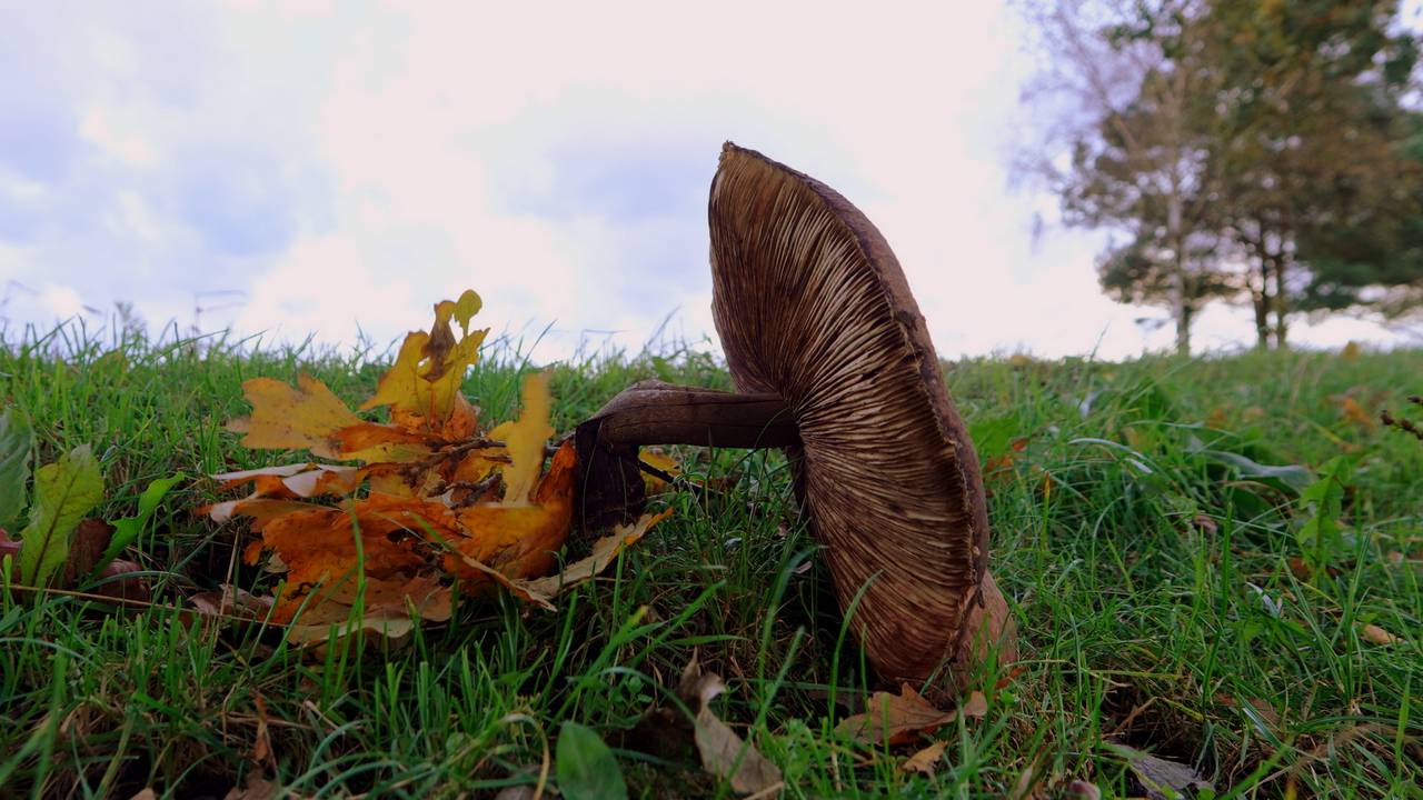 Storm Ciarán Approaching Europe: Severe Impact in France and England, Milder Effects in Brabant