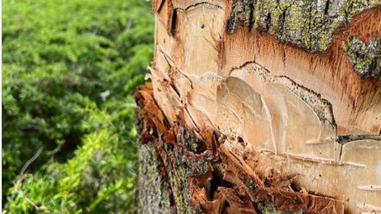 Een van de beschadigde bomen (foto: Gemeente Meierijstad, Instagram).