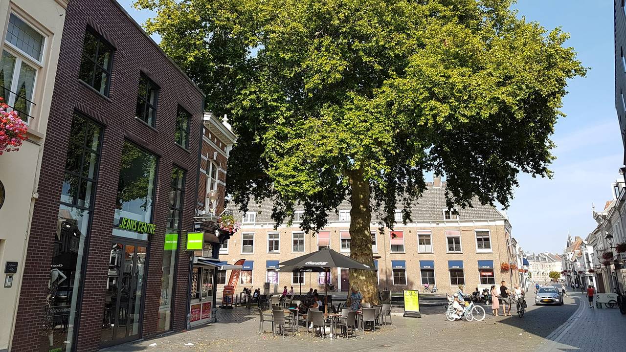 De Dikke Boom in Bergen op Zoom