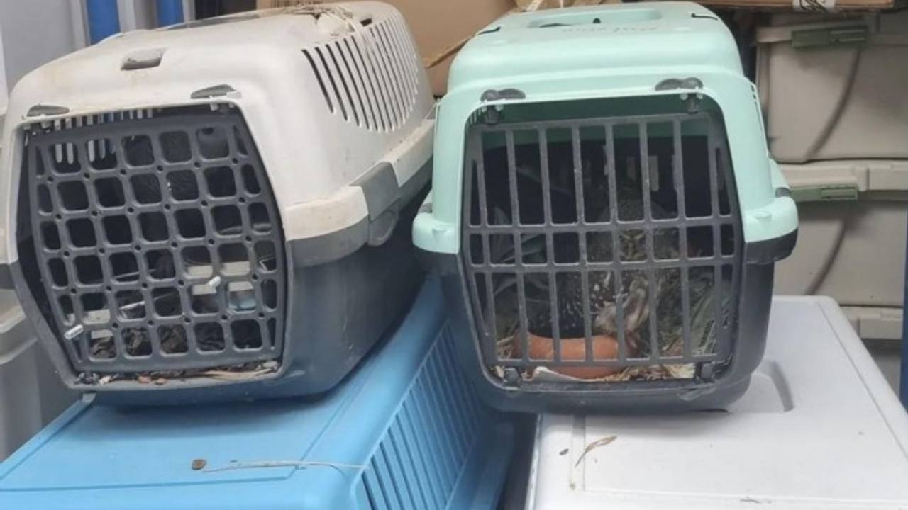 In de auto op de A2 troffen agenten een heuse beestenboel aan (foto: Cranendonck24).