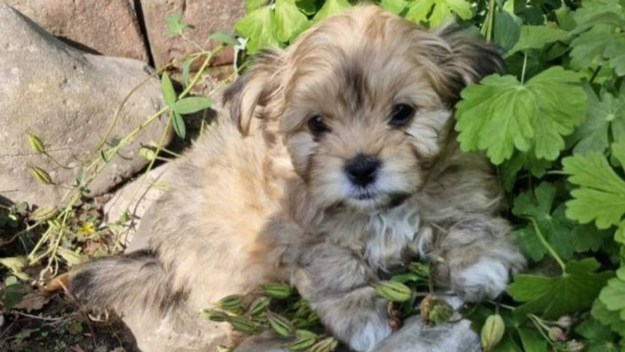 foto: Dierenambulance Brabant Noord-Oost.