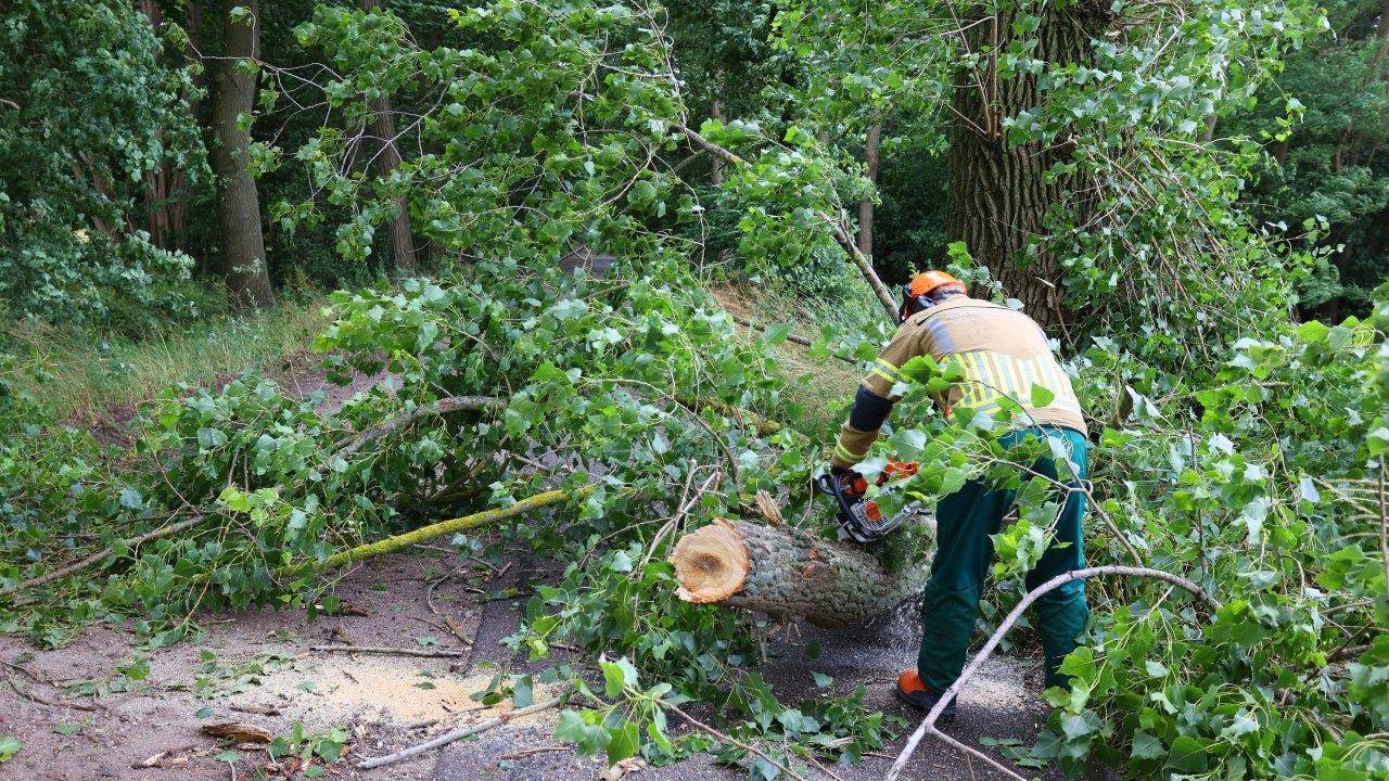 De brandweer zaagde de boom op de Essschebaan in stukken (foto: Bart Meesters).