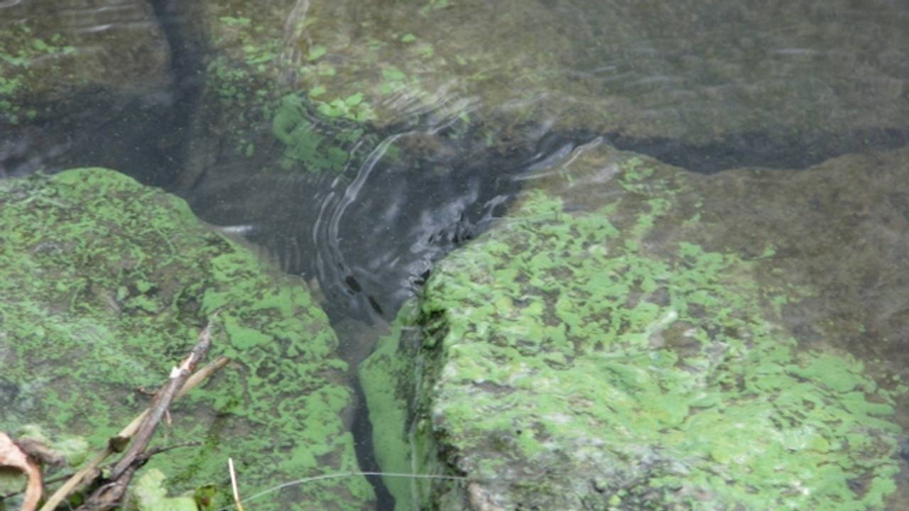 Blauwalg (foto: Peter van den Bosch)