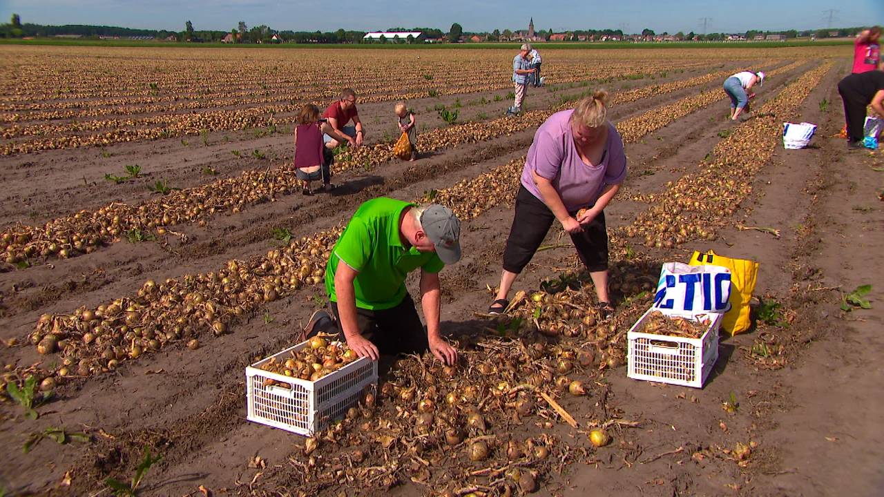 Uien vliegen van het veld af bij Jan en Rigerda - Vimarsana News