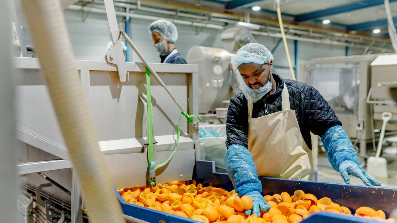 In de fabriek wordt elk jaar ruim tien miljoen kilo sinaasappelschillen verwerkt (foto: PeelPioneers).