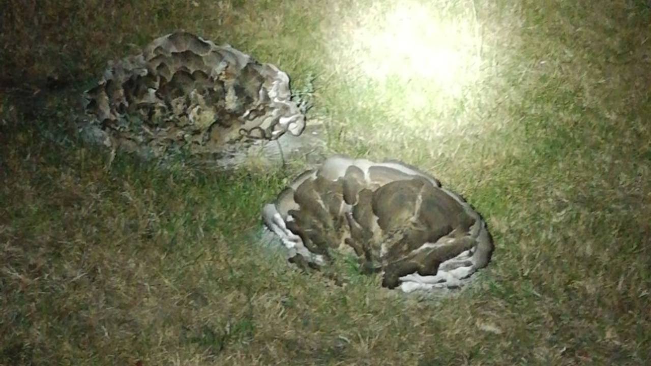 Eikhaas (foto: Sander Tuit).