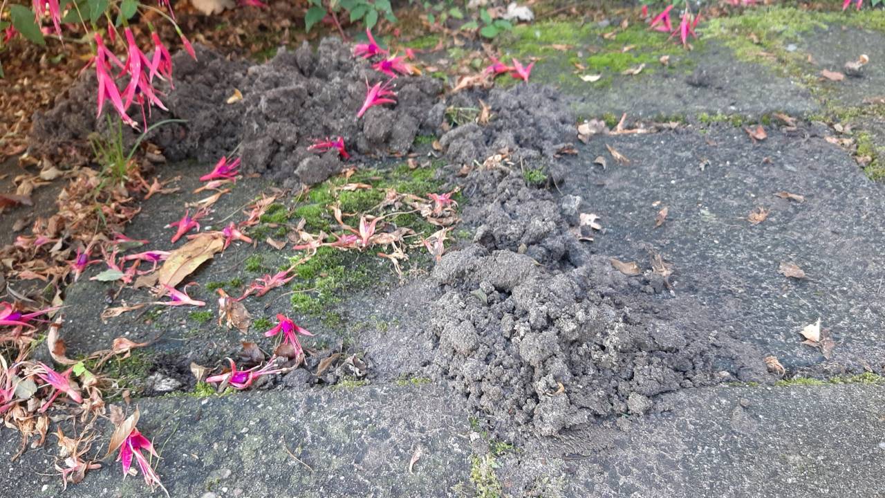 Wie is de Mol in de tuin van Jan? Frans Kapteijns weet het! Omroep Brabant