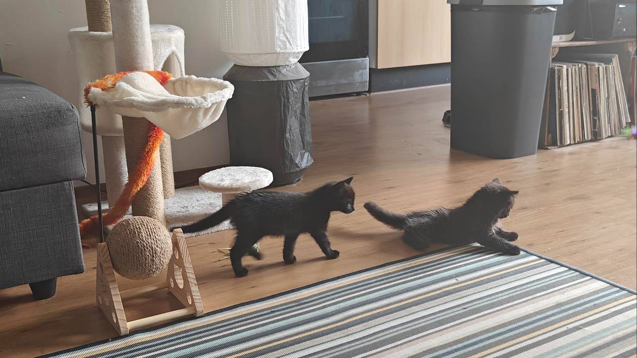 De kittens zijn gezellig aan het spelen in hun nieuwe huisje (foto: Steven Groen).