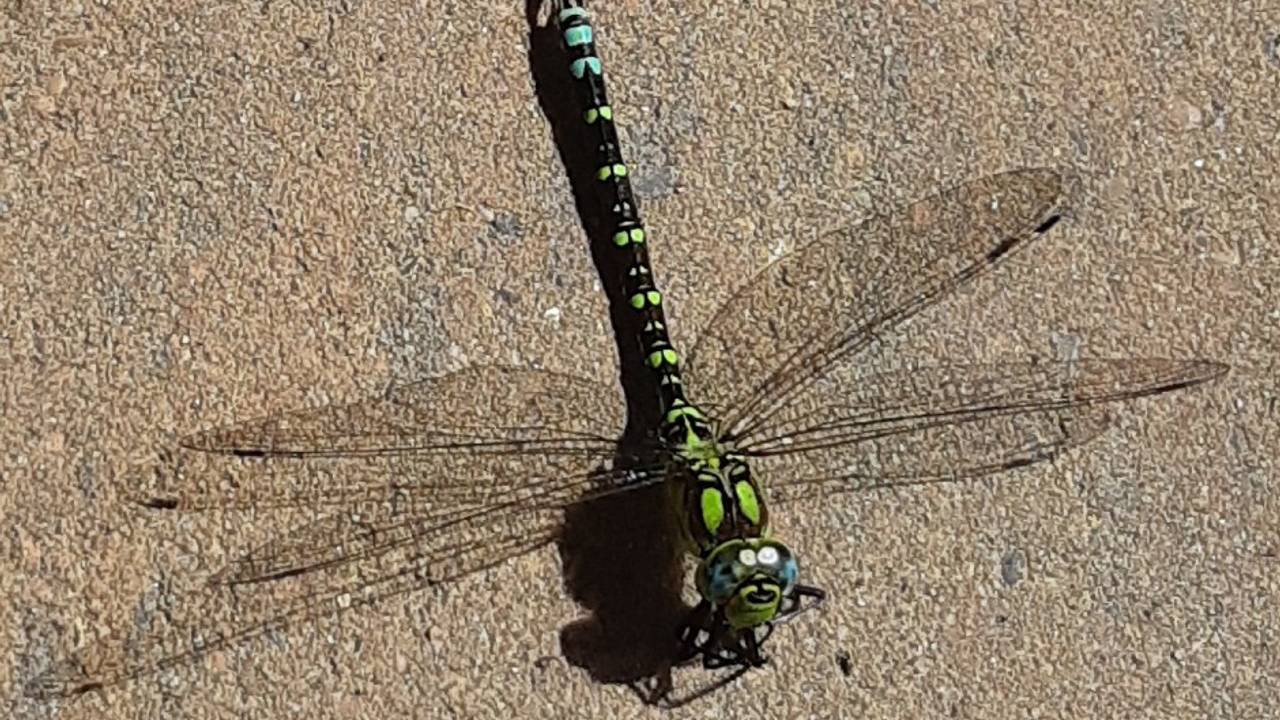 Een blauwe glazenmaker (foto: Anny van den Biggelaar).