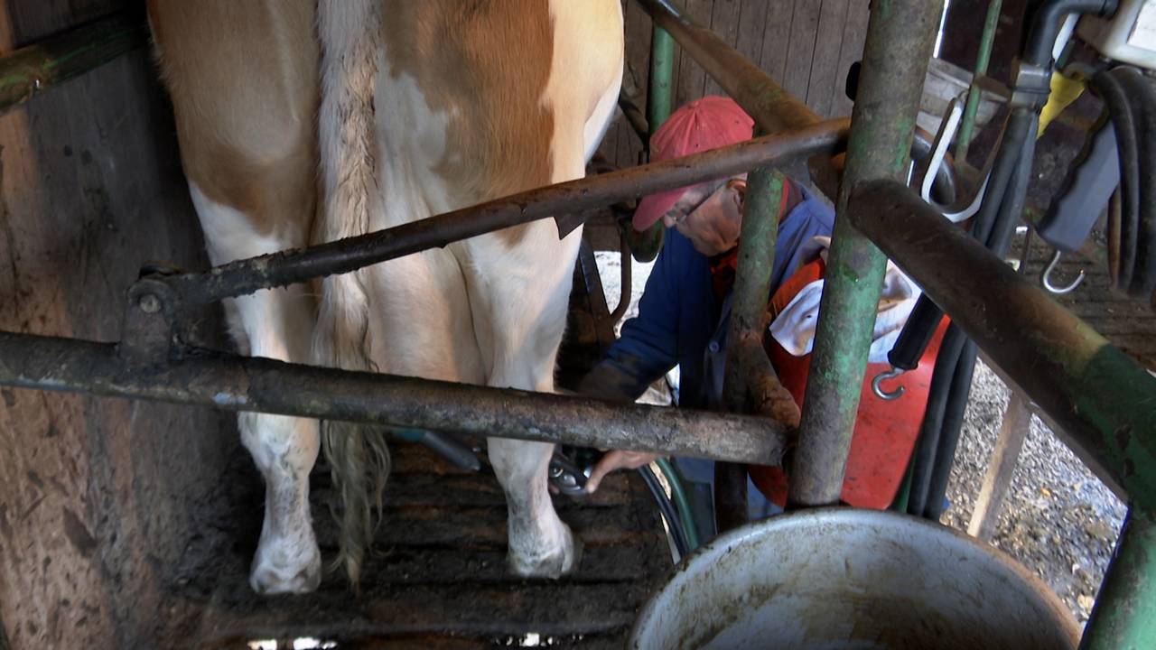 Boer Tini melkt nog één keer zijn koeien (foto: Dtv Nieuws).