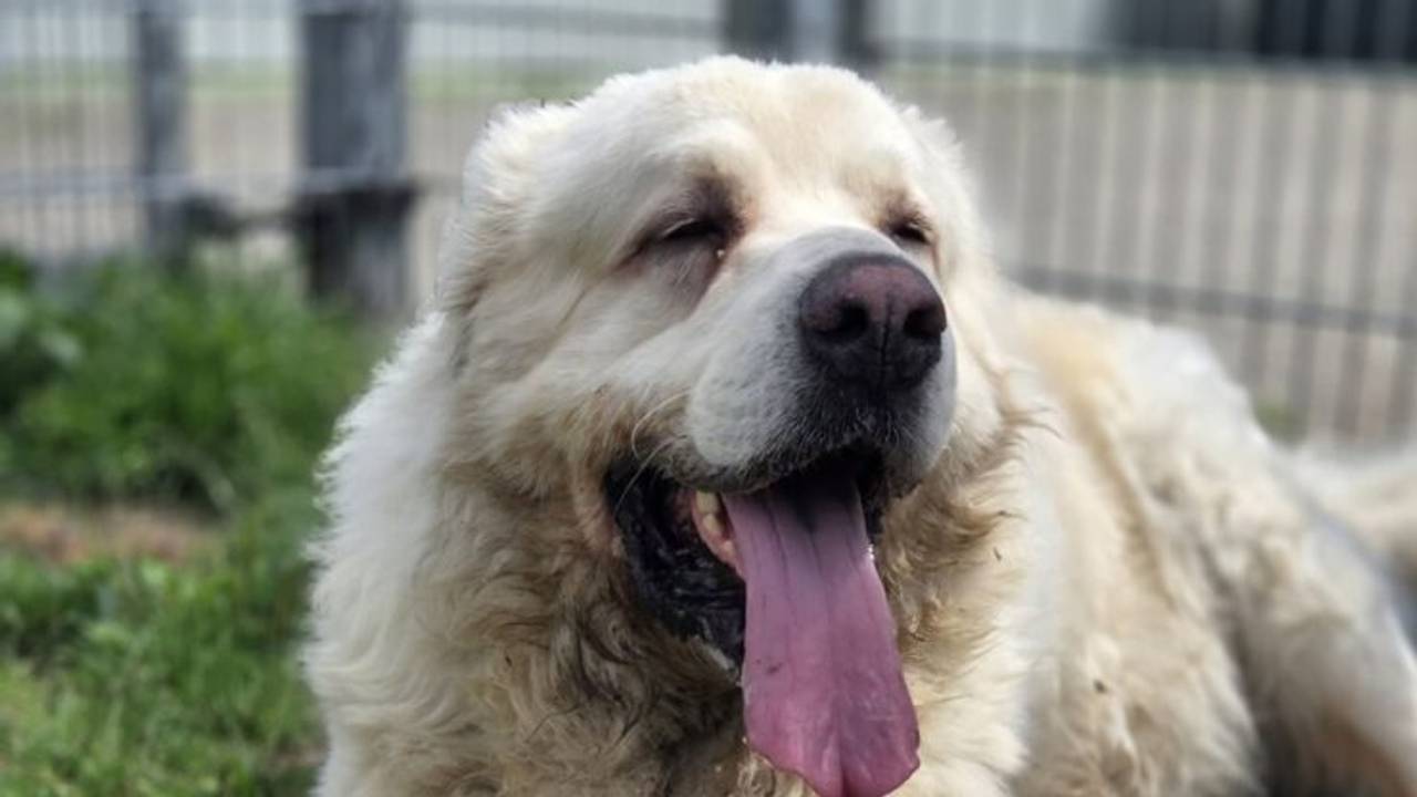 (Bron: Dierenopvang Hart van Brabant).