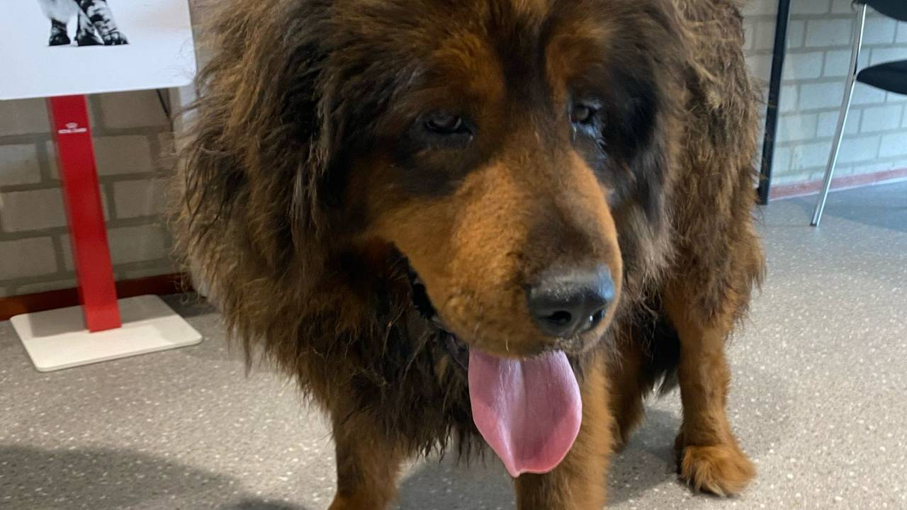 Debbie die gered werd van de snelweg (foto: Henri Stuiver).