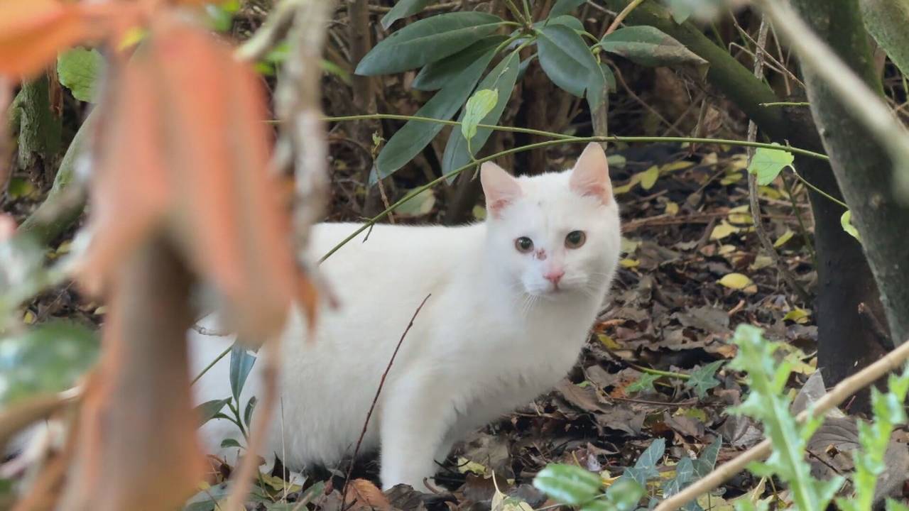 Knorretje loopt inmiddels weer buiten rond nadat hij is beschoten (foto: Noël van Hooft).