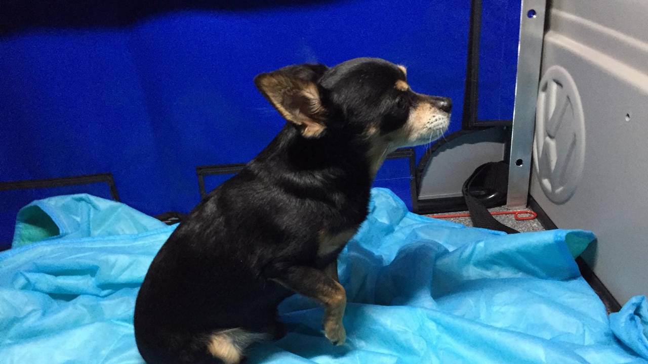 Foto: Dierenambulance Brabant Noord-Oost