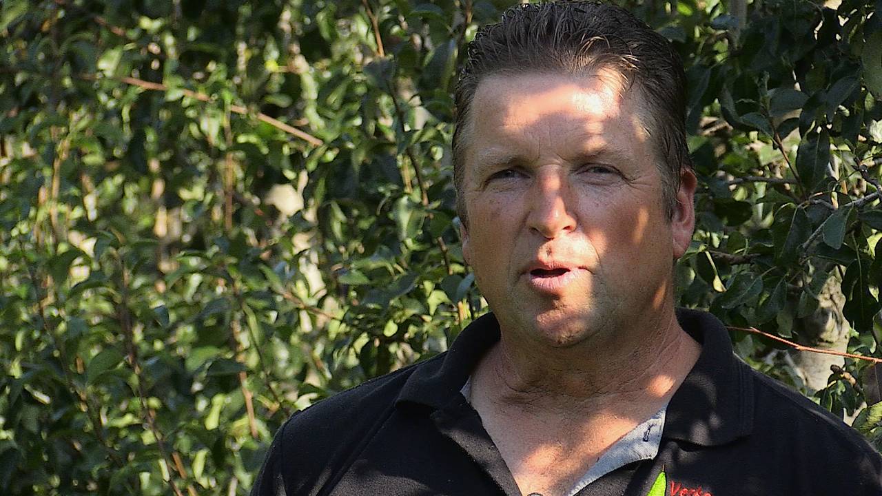 In China zijn ze dol op de peren van John Verkooijen (foto: Rob Bartol).