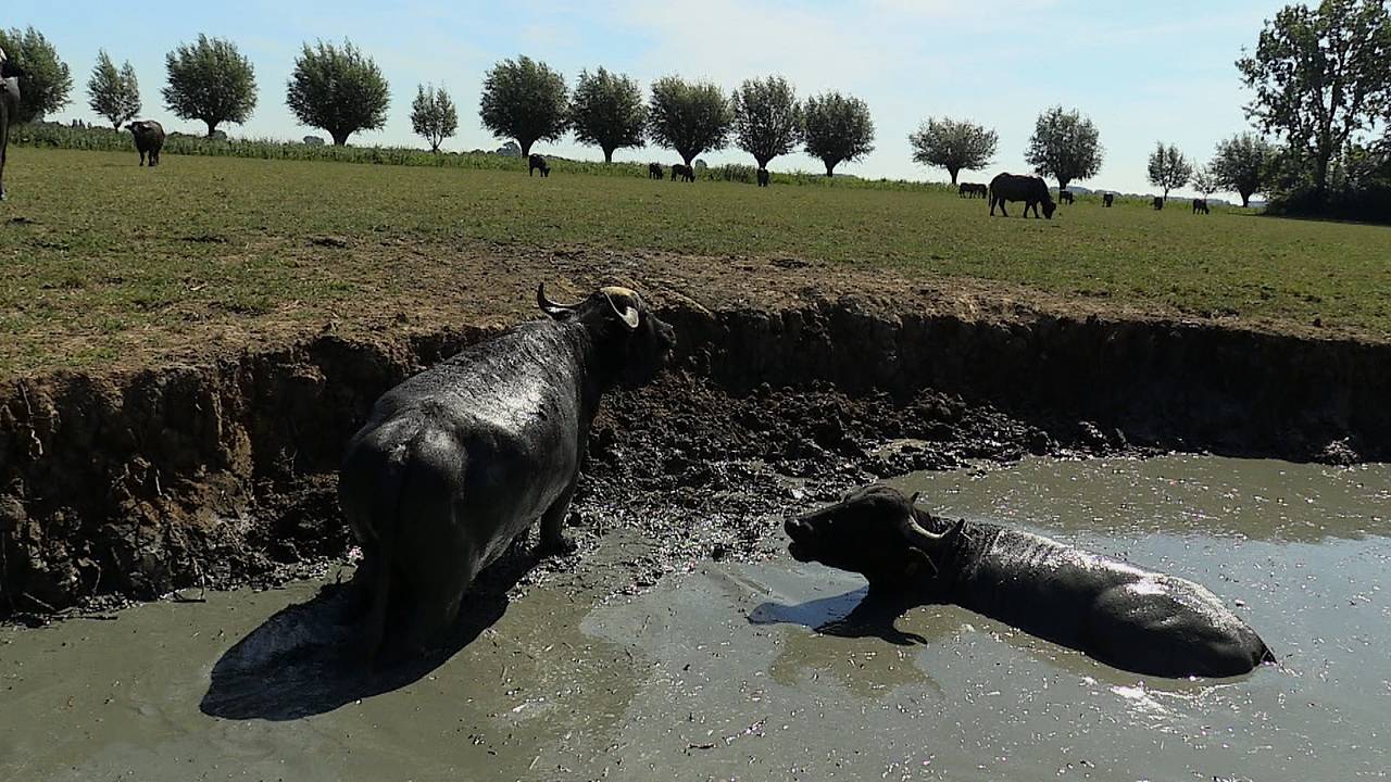 Boer boert goed met waterbuffels en het waterbuffelworstenbroodje