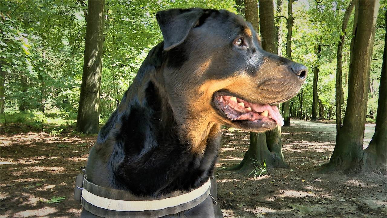 Speurhond Mila vond Matty terug en helpt bij andere zoekacties (foto: Raoul Cartens).