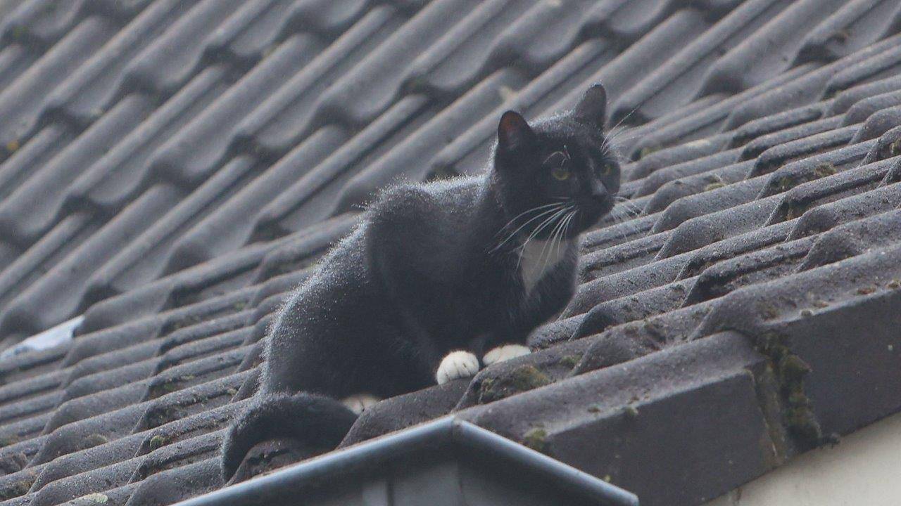 Bob, die de brandweer werk bezorgde (foto: Bart Meesters/MeestersMulti Media/SQ Vision).