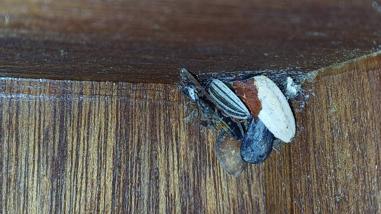 Ondersteboven lijkt dit op een vreemd spinnenweb (foto: Annemieke van Driest).