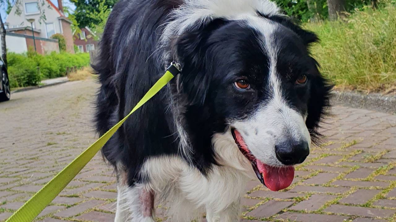 De hond was even na de wandeling nog altijd van slag (foto: Maaike Meeuwis).