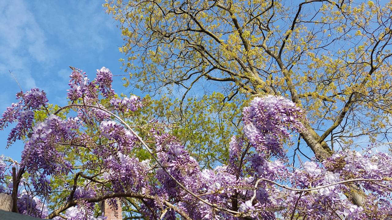De blauwe regen mooi in bloei in Made (foto:  Anja Bastiaansen).