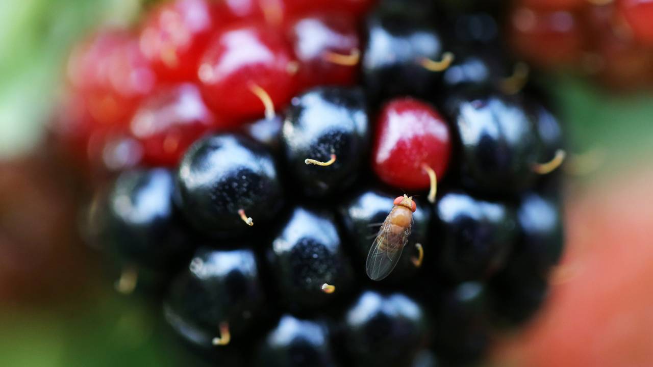 Handmade fruit flies: this is how to get rid of them