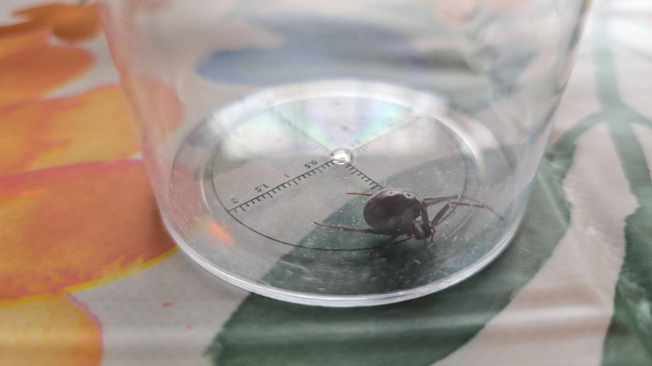 Een grote steatoda (foto  Dave van den Putte).