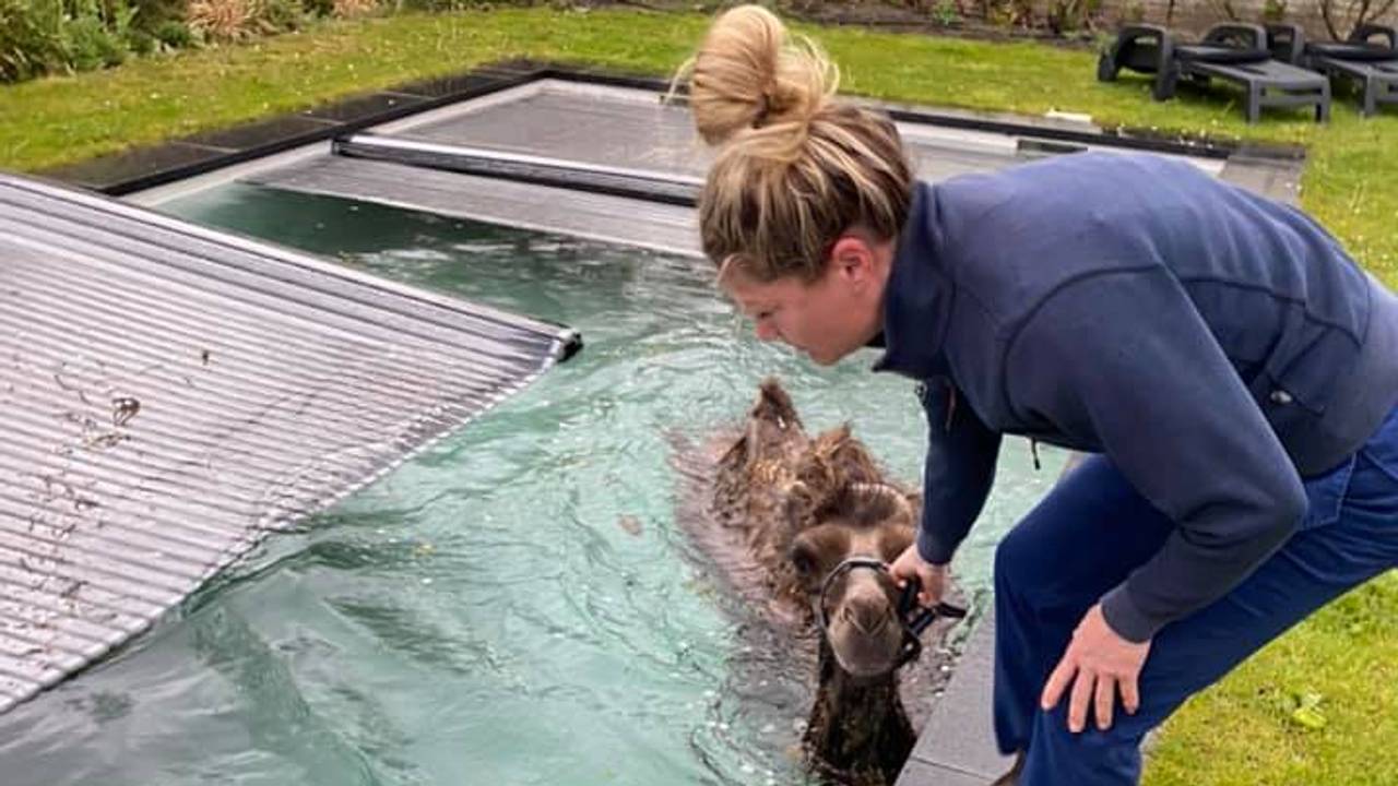 Kameel in het zwembad (foto: Bas Nijboer).