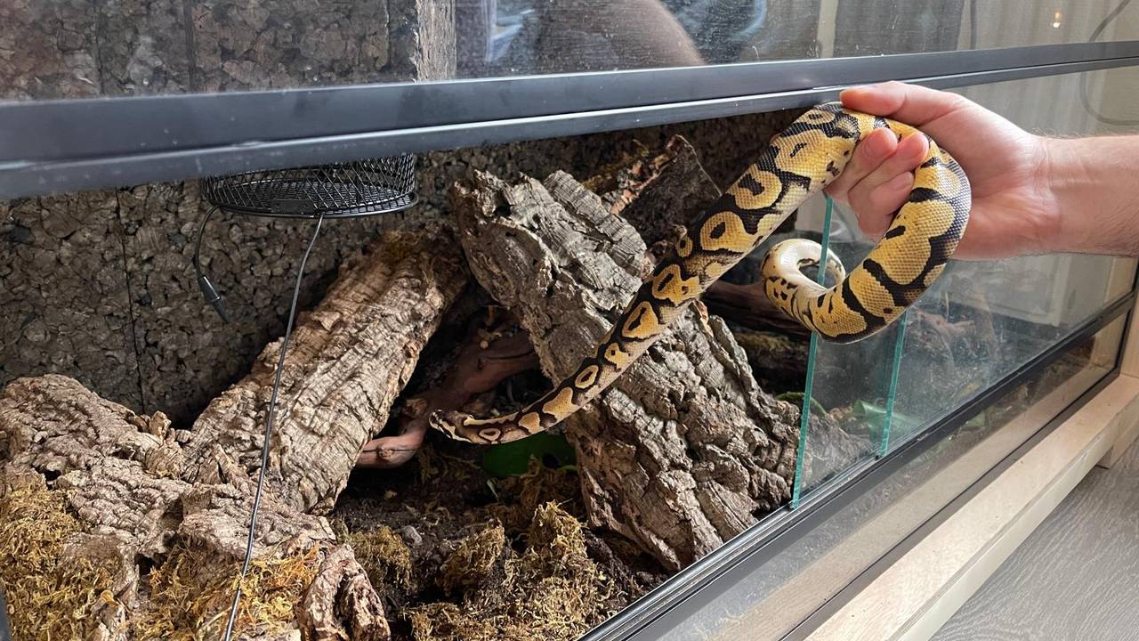 De slang zit nu weer veilig achter slot en grendel (foto: privébeeld Driek).