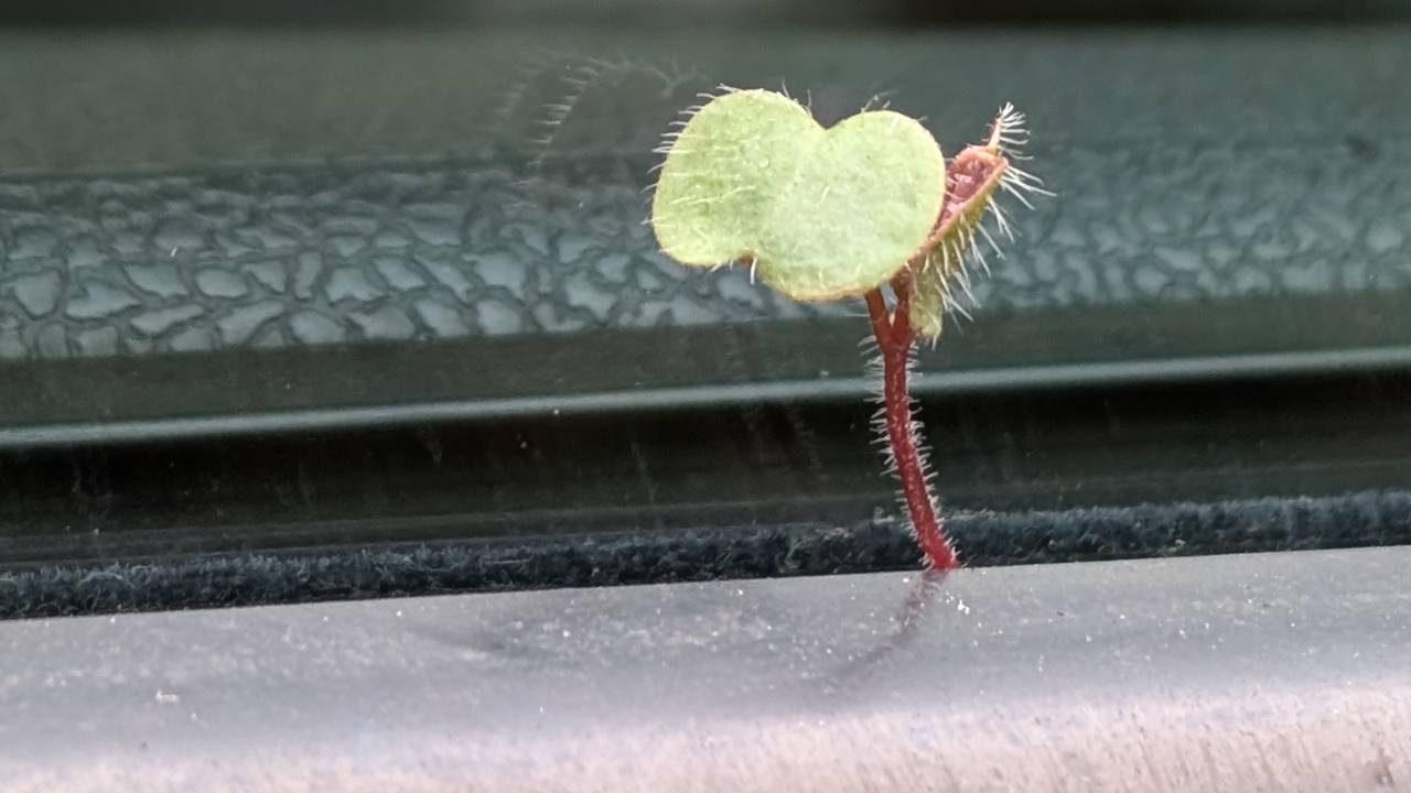 Dit kiemplantje groeit op een wel heel aparte plek (foto: Tatiana Teunissen).