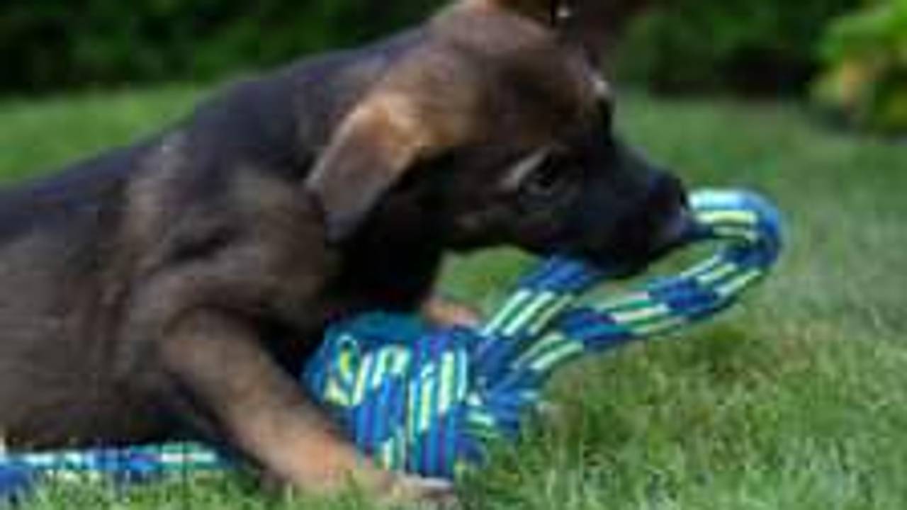 Dark Gray German Shepherd Puppy Stolen in Tilburg: Owners Desperate for Help