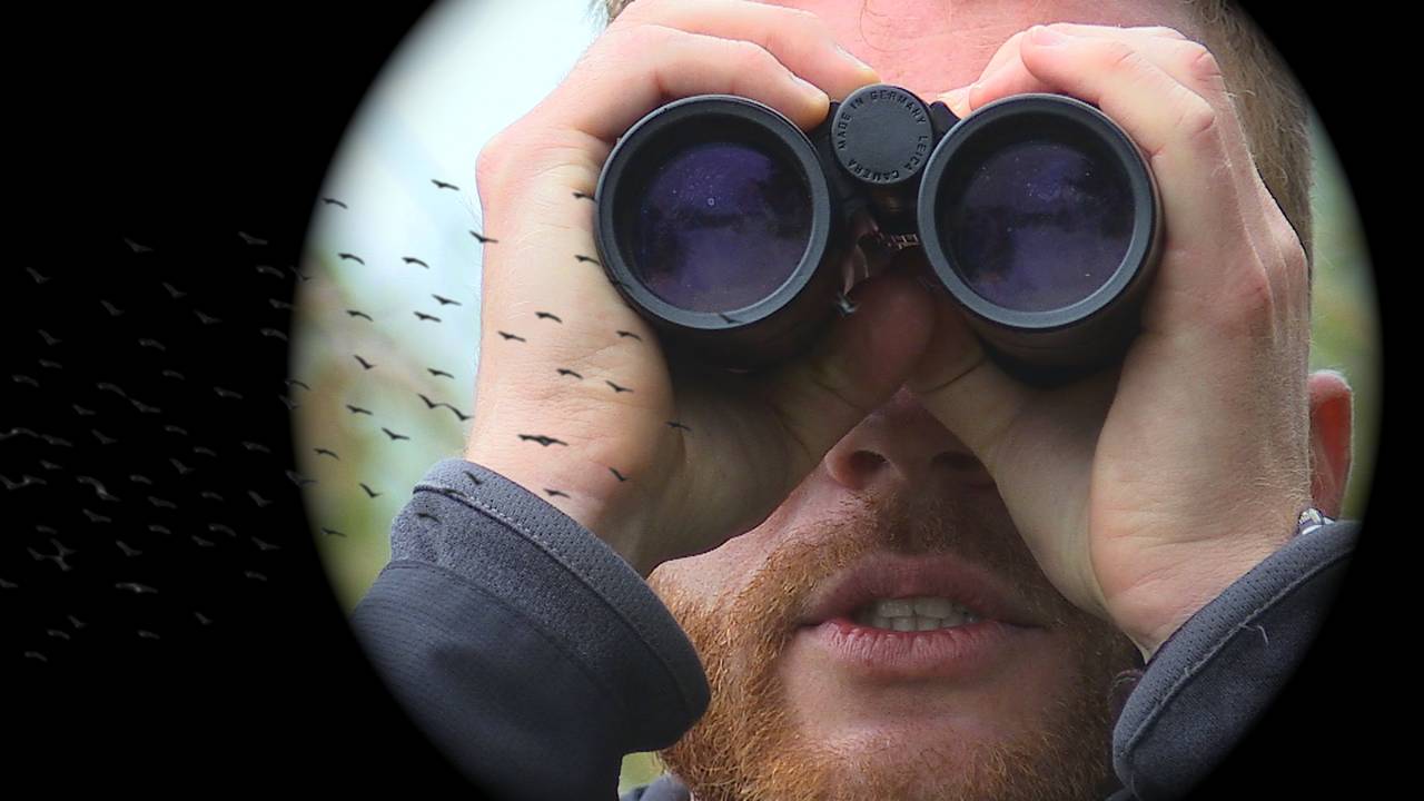 Alle Biesboschvogels verzameld in één dik boek