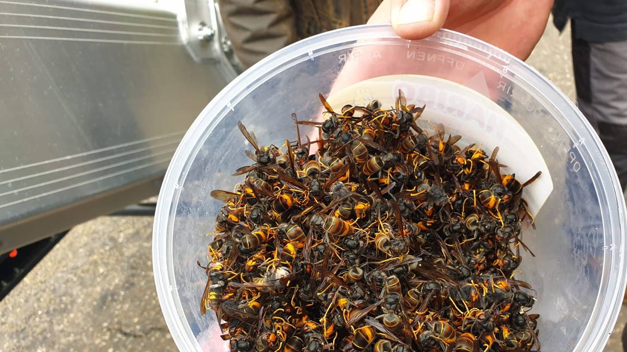 Aziatische Hoornaars Uit Boom Gehaald Grootste Nest Van Dit Jaar