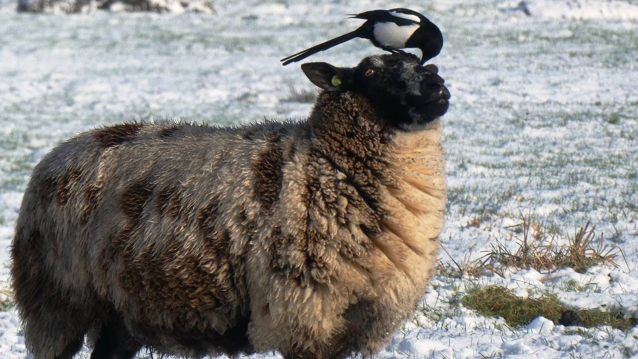 Een ekster op een schaap  (foto: Elsemargriet via Pixabay).