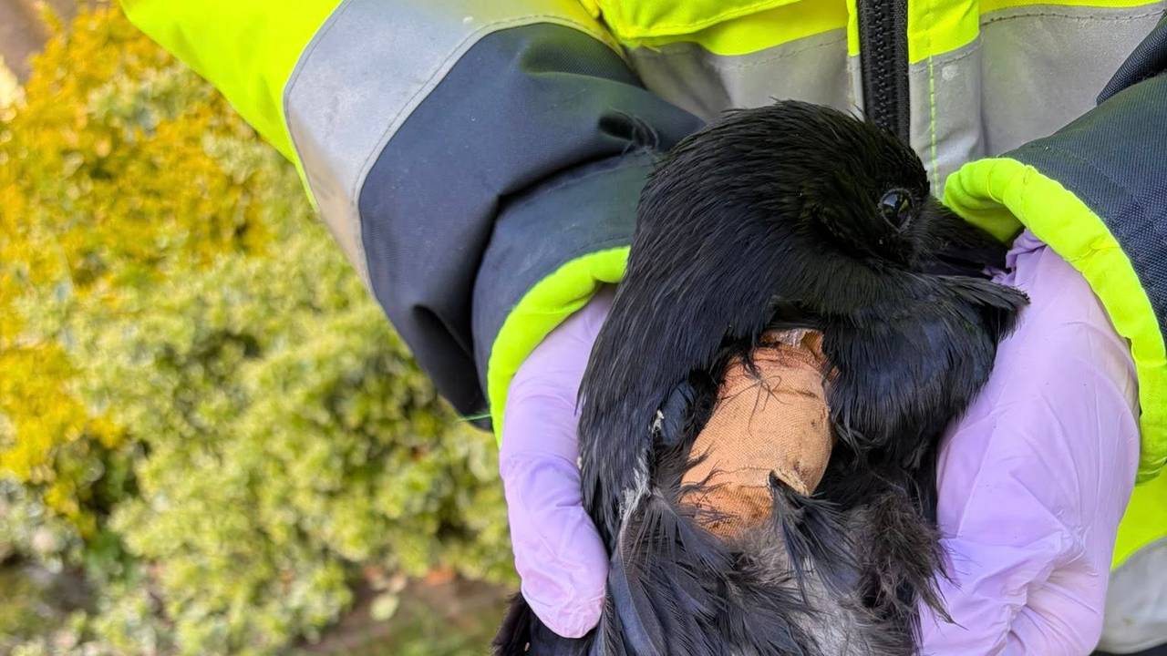 De kraai mist een vleugel (foto: Dierenambulance Brabant Noord-Oost).