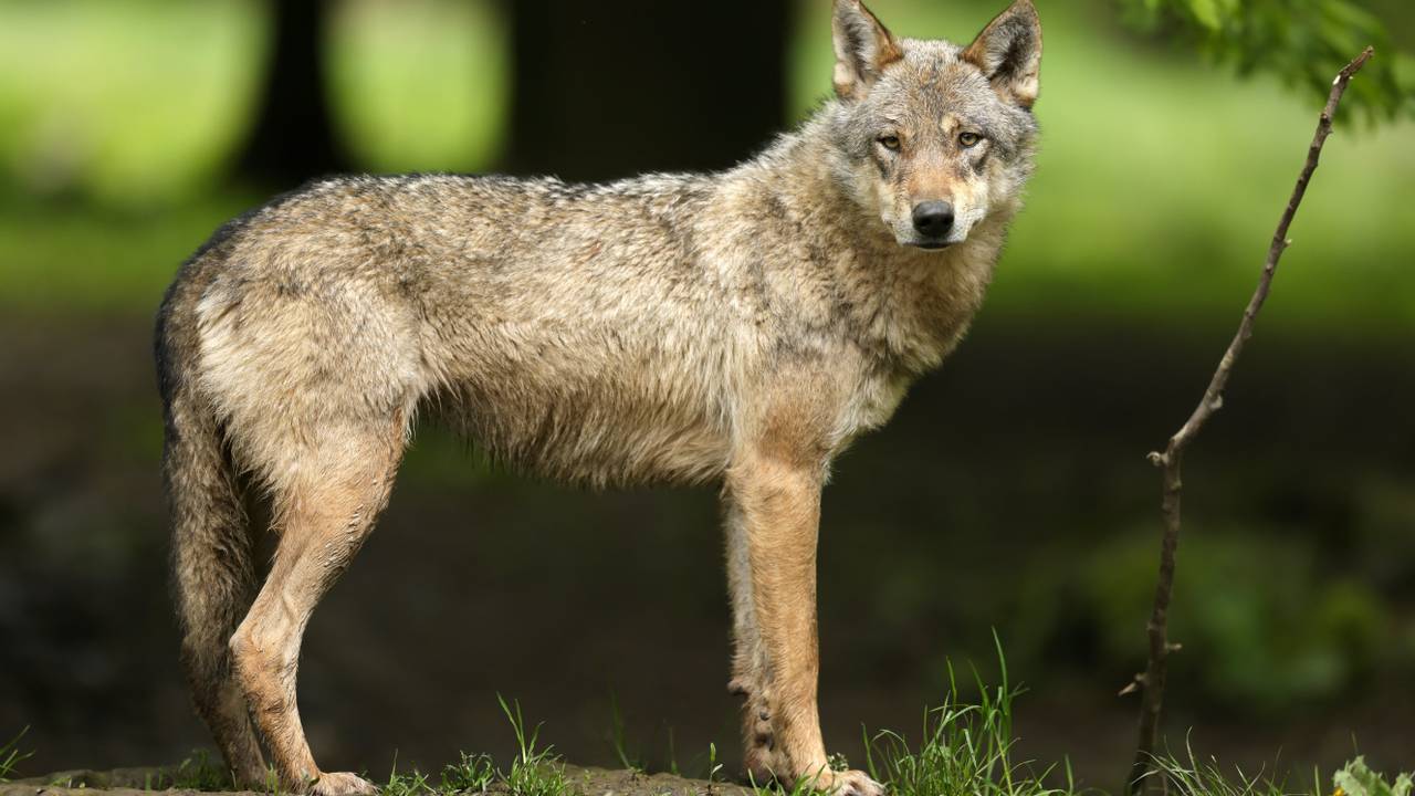 Wenn ein Wolf gesichtet wird, sieht ihn ganz Brabant laufen