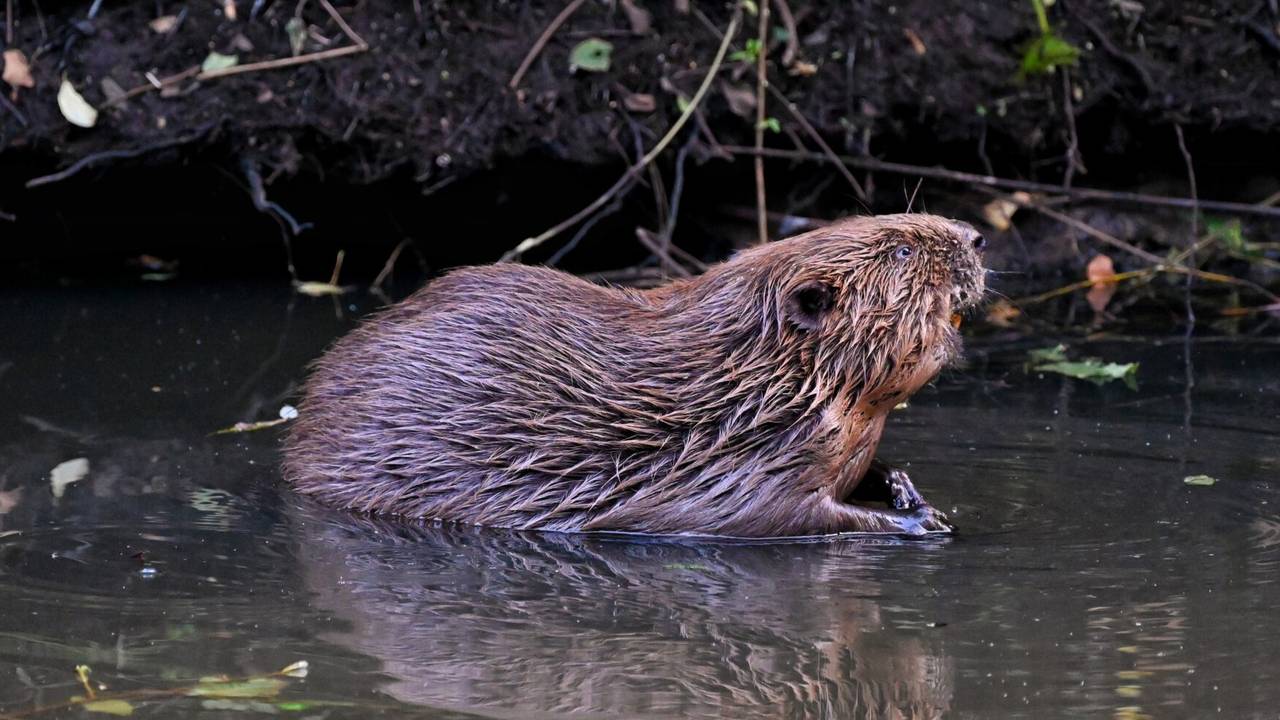 De bever is in opmars: 'Ze nemen met minder genoegen' - Omroep Brabant ...