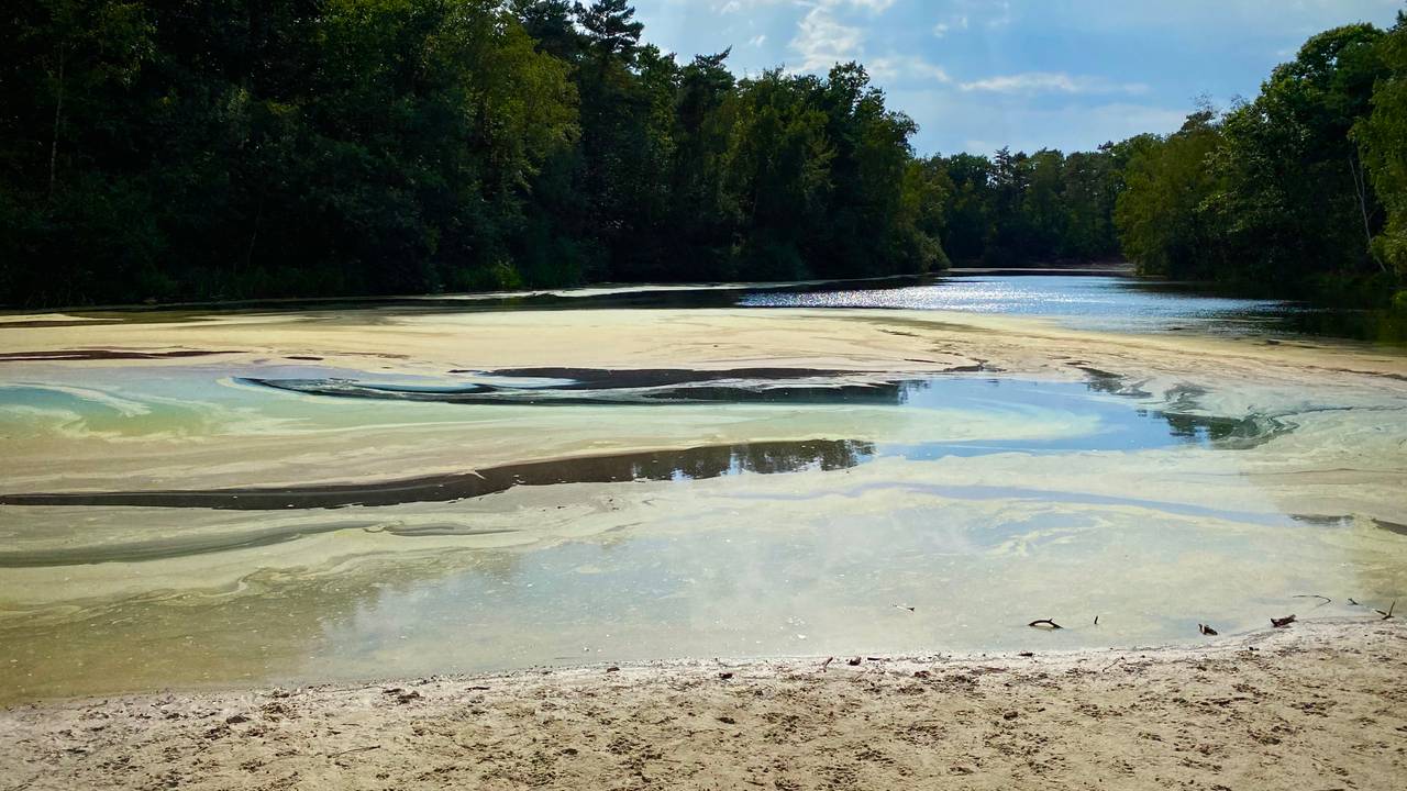 De plas bij de Roestelberg in Kaatsheuvel (foto: Niels Penninkhof).