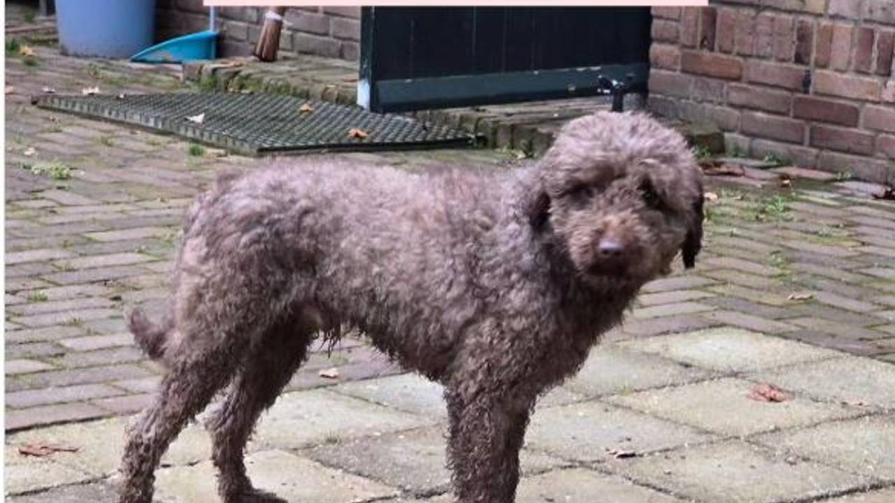 Foto: Instagram wijkagent Reusel