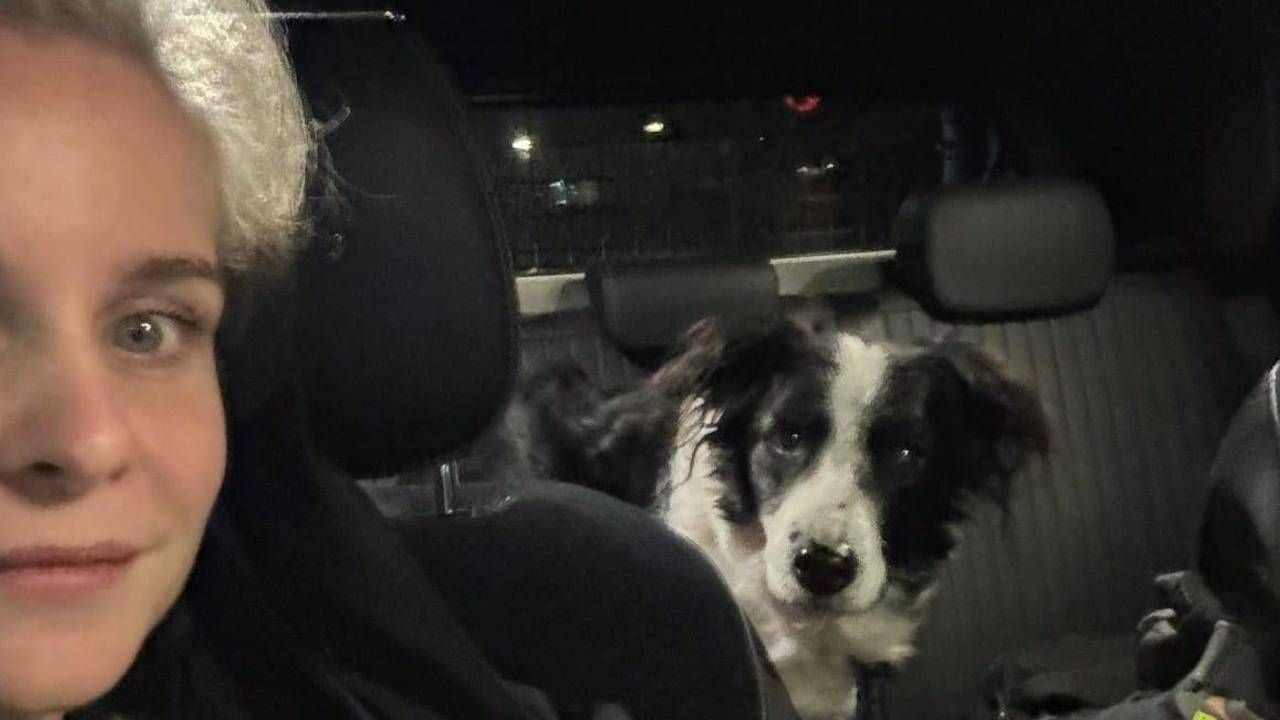 De hond is door de politie naar het asiel gebracht, zodat het dier een nieuw huisje krijgt (foto: Instagram Politie Langstraat).