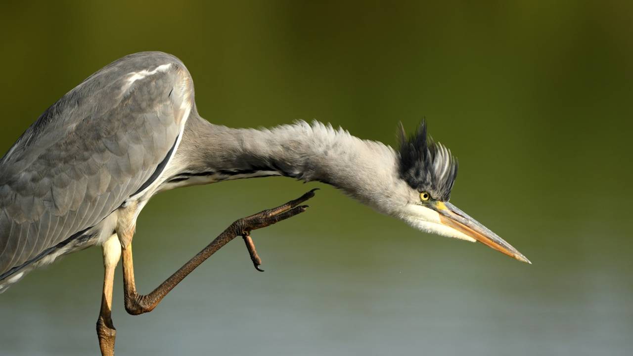 Blauwe reiger (Aaldrik Pot/Staatsbosbeheer)
