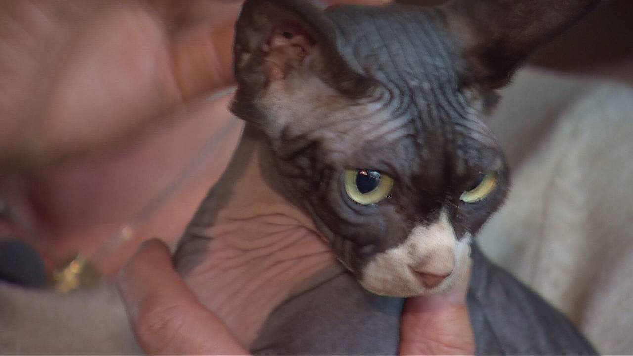 Katten als Osiris mogen straks niet meer worden gehouden (beeld: Omroep Brabant)