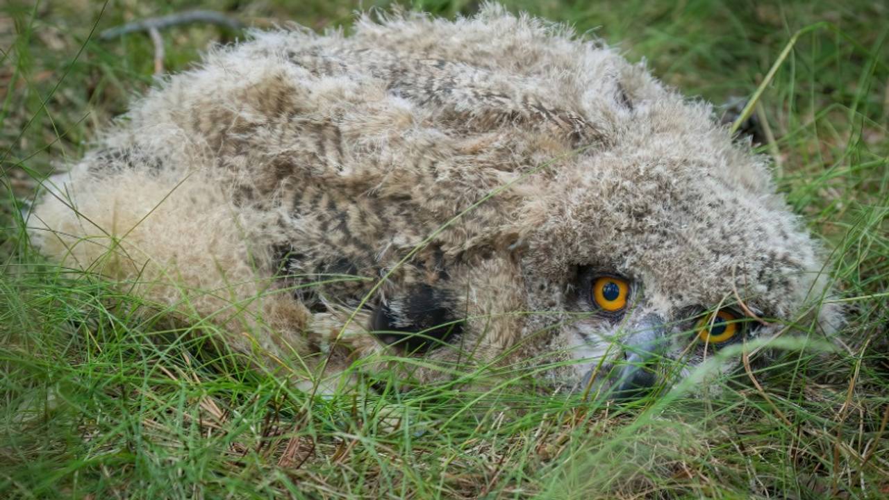 Broedsucces voor ‘s werelds grootste uilen in Leenderbos (Foto: Erik Schram/Staatsbosbeheer)